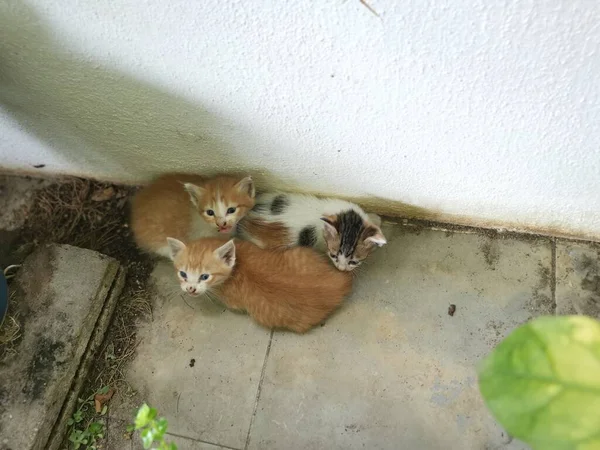 小猫被发现藏匿在花园 — 图库照片