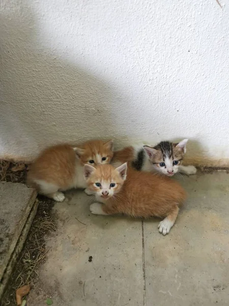 Kattungen Hittades Gömd Trädgården — Stockfoto