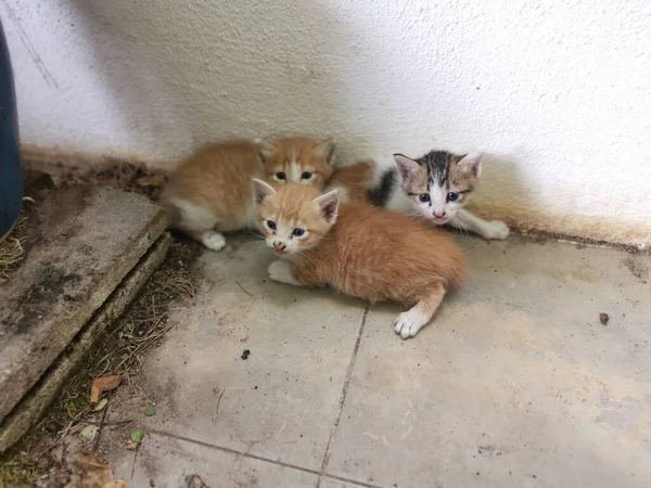 Kitten Found Hiding Garden — Stockfoto