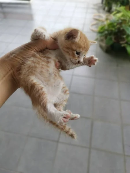 Yavru Kedi Bahçede Saklanırken Bulundu — Stok fotoğraf