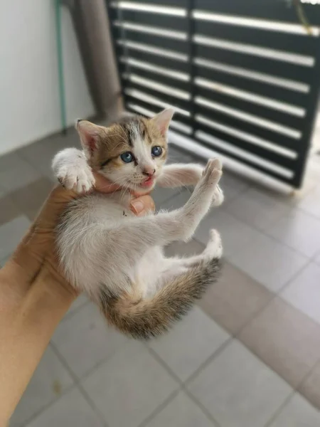 Gatinho Encontrado Escondido Jardim — Fotografia de Stock