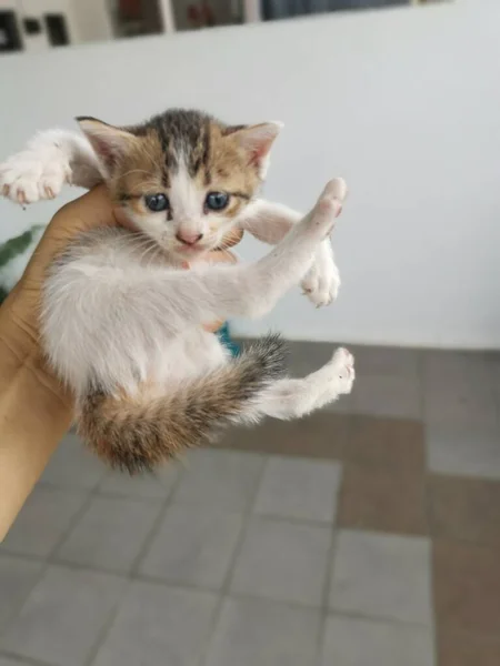 Kitten Gevonden Verstopt Tuin — Stockfoto