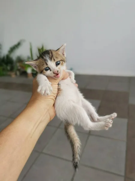Kitten Gevonden Verstopt Tuin — Stockfoto