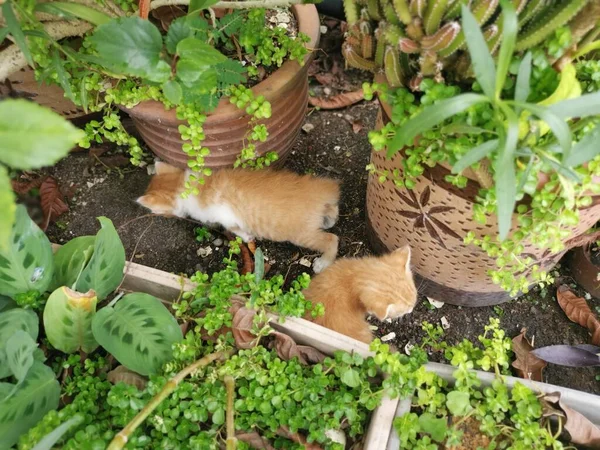 Kätzchen Garten Versteckt Gefunden — Stockfoto