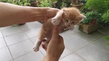 playful stray kitten loitering around the garden porch.