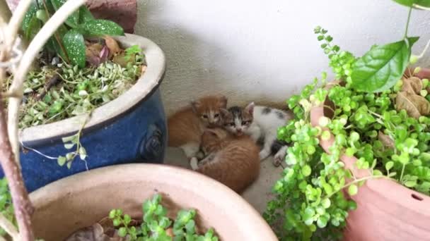 Playful Stray Kitten Loitering Garden Porch — Stockvideo
