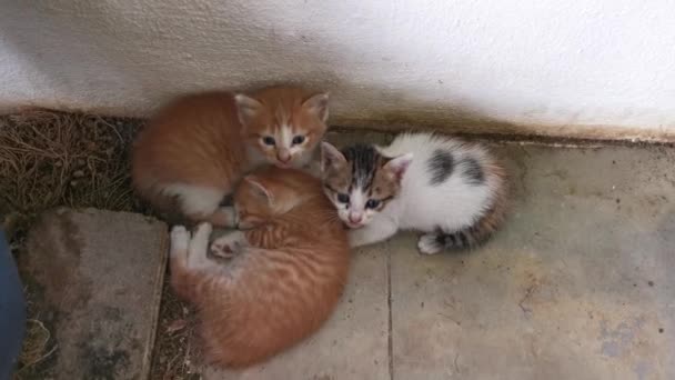 Brincalhão Gatinho Vadio Vadiando Redor Alpendre Jardim — Vídeo de Stock