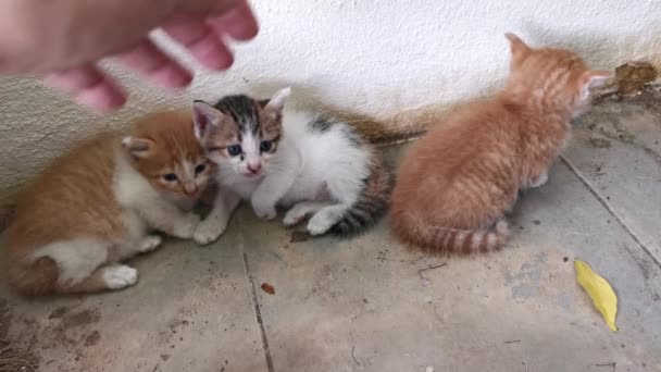 Giocoso Gattino Randagio Gironzolando Intorno Portico Del Giardino — Video Stock