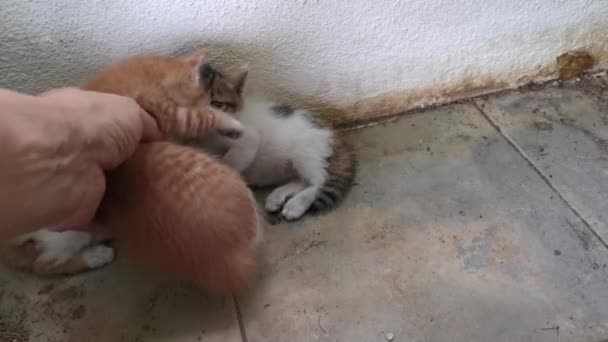 Playful Stray Kitten Loitering Garden Porch — Vídeos de Stock