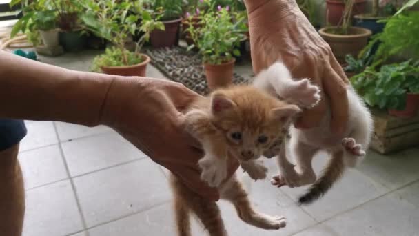 顽皮的流浪猫在花园门廊附近游荡 — 图库视频影像