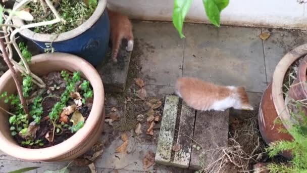 Playful Stray Kitten Loitering Garden Porch — Vídeos de Stock