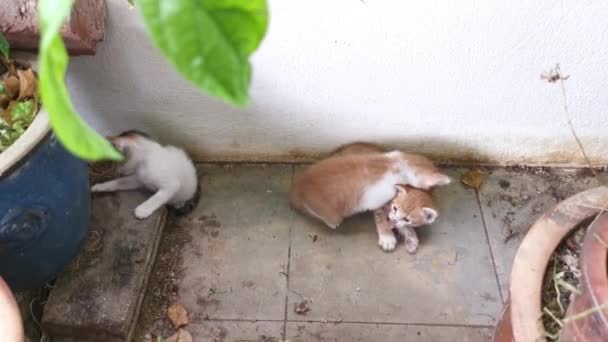 Playful Stray Kitten Loitering Garden Porch — Vídeos de Stock