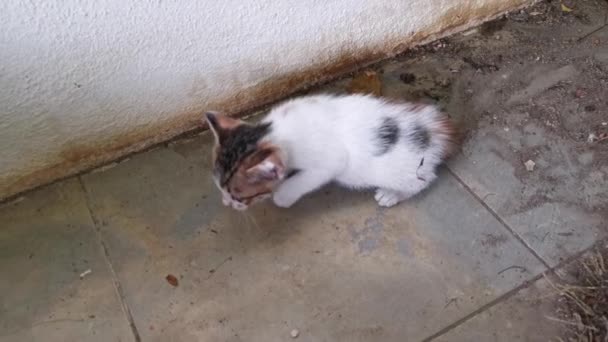 Playful Stray Kitten Loitering Garden Porch — Vídeos de Stock