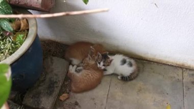 Bahçe verandasında aylak aylak gezen oyuncu sokak kedisi..