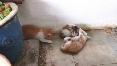 Bahçe verandasında aylak aylak gezen oyuncu sokak kedisi..