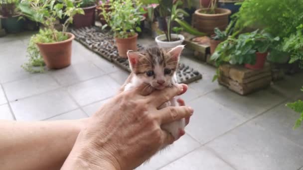 Playful Stray Kitten Loitering Garden Porch — Stock Video