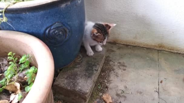 Playful Stray Kitten Loitering Garden Porch — Vídeos de Stock