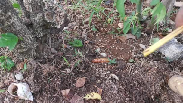 Daphnis Nerii Butterfly Worm Ground — Vídeo de Stock