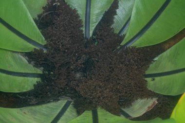 Kahverengi, kıllı ve lifli Asplenium süngerimsi kökler.