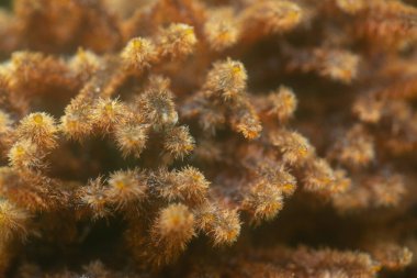 Kahverengi, kıllı ve lifli Asplenium süngerimsi kökler.