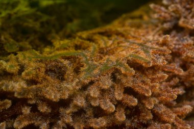 Kahverengi, kıllı ve lifli Asplenium süngerimsi kökler.