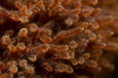 Kahverengi, kıllı ve lifli Asplenium süngerimsi kökler.