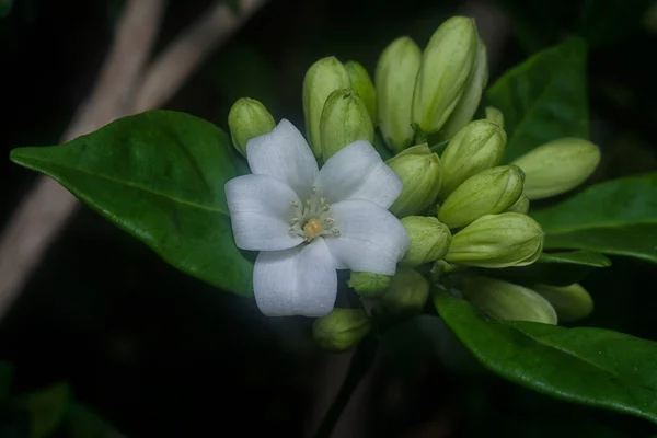 Closeup White Orange Jessamine Flower Plant — ストック写真