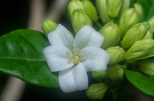 Closeup White Orange Jessamine Flower Plant — 스톡 사진