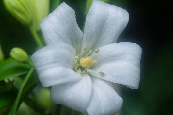 Closeup White Orange Jessamine Flower Plant — Photo