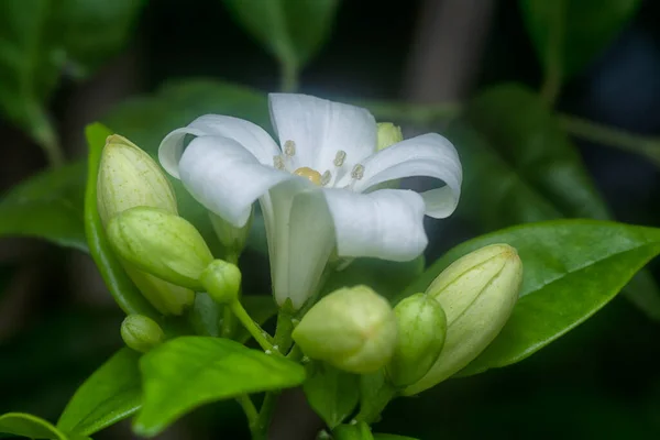 Primer Plano Con Planta Flor Jessamina Naranja Blanca —  Fotos de Stock