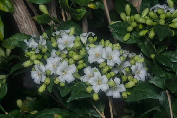 Primer Plano Con Planta Flor Jessamina Naranja Blanca — Foto de Stock