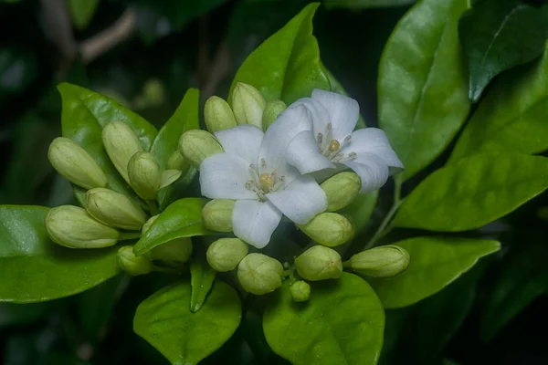 Closeup White Orange Jessamine Flower Plant — Stock Photo, Image