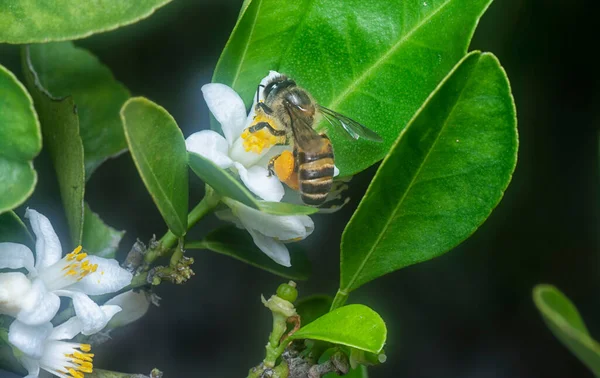 Στενή Λήψη Της Μέλισσας Στο Λουλούδι Ασβέστη — Φωτογραφία Αρχείου