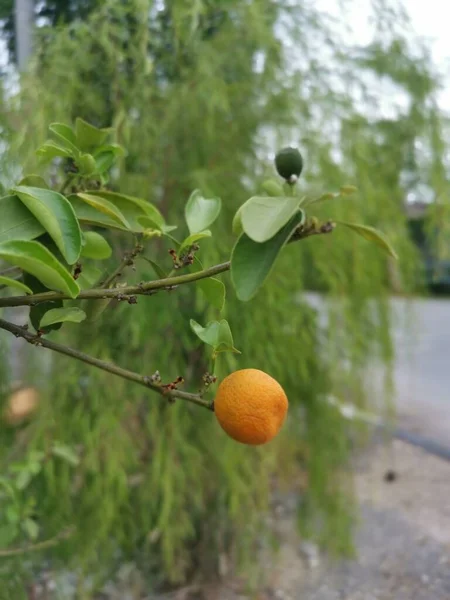 Lime Tree Hanging Ripe Fruits — Zdjęcie stockowe