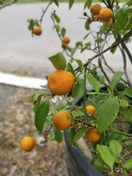 Lime Tree Hanging Ripe Fruits — Zdjęcie stockowe