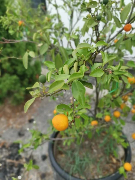 Lime Tree Hanging Ripe Fruits — Stok fotoğraf