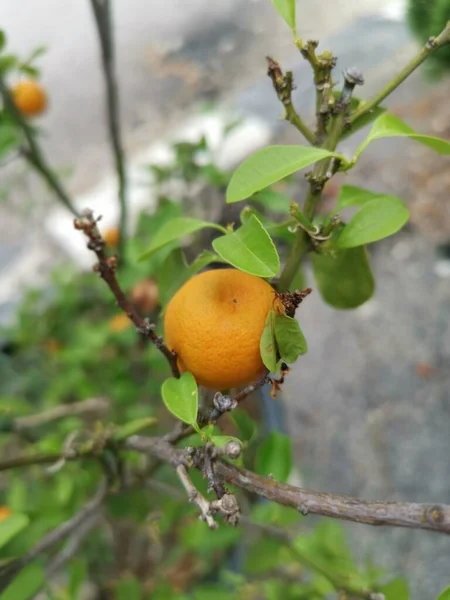 Olgun Meyvelerle Sallanan Limon Ağacı — Stok fotoğraf