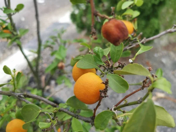 Lime Tree Hanging Ripe Fruits — Zdjęcie stockowe