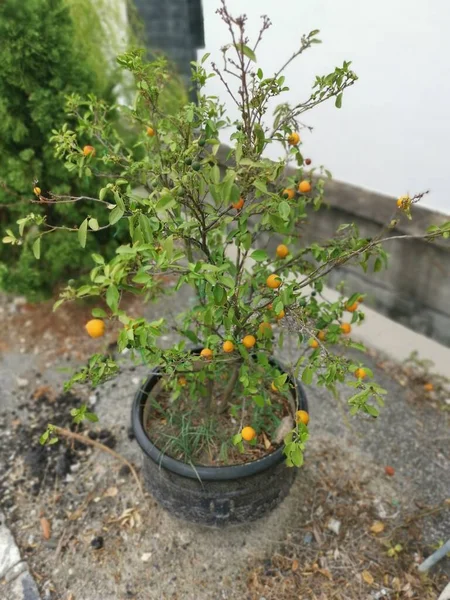 Lime Tree Hanging Ripe Fruits — Stok fotoğraf