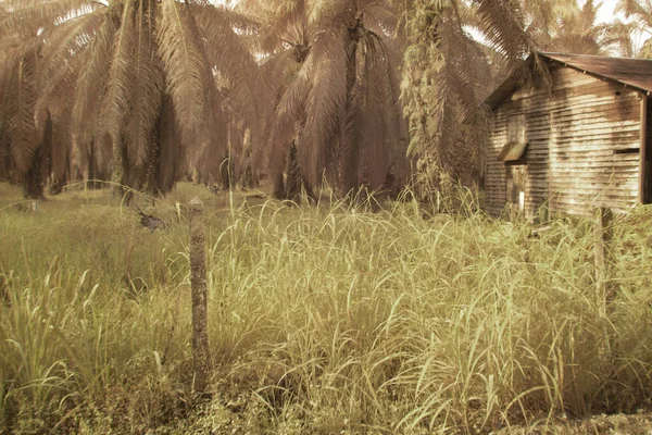 Infrared Image Scene Neglected House Plantation — Photo