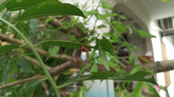 Podontia Quatuordecimpunctata Inseto Planta Umbra — Vídeo de Stock