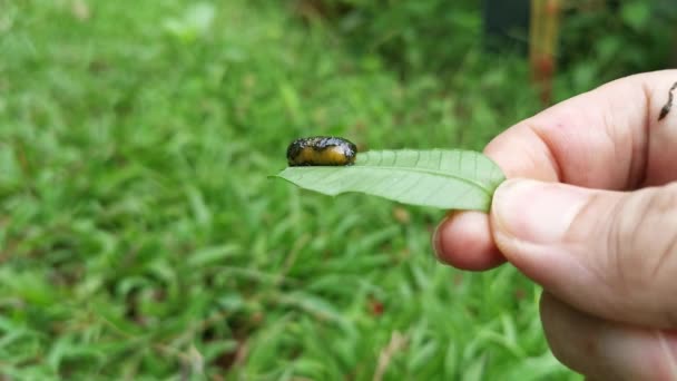 Podontia Quatuordecimpunctata Insekt Auf Umbra Pflanze — Stockvideo
