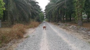 two stray dogs walking on the gravel rural road