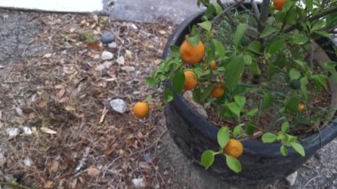 Olgun meyvelerle sallanan limon ağacı.