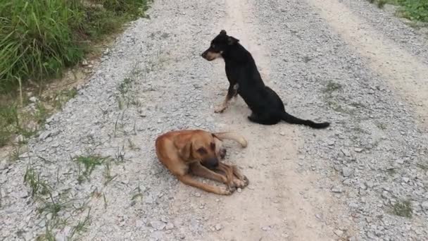 Two Stray Dogs Walking Gravel Rural Road — Stockvideo