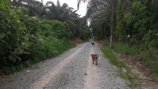 Δύο Αδέσποτα Σκυλιά Που Περπατούν Στο Χωματόδρομο — Αρχείο Βίντεο