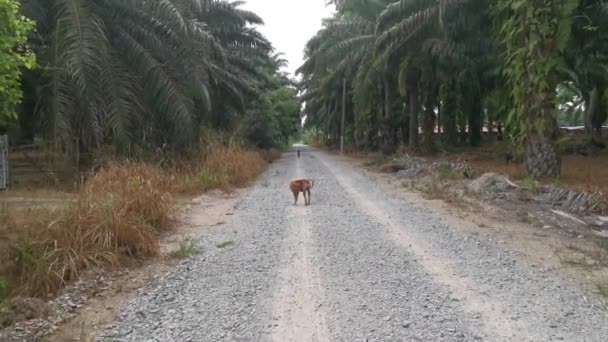 Две Бродячие Собаки Идут Гравийной Сельской Дороге — стоковое видео
