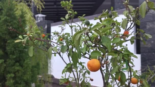 Lime Tree Hanging Ripe Fruits — Stockvideo