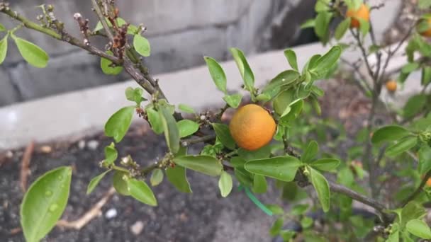 Lime Tree Hanging Ripe Fruits — Stok Video