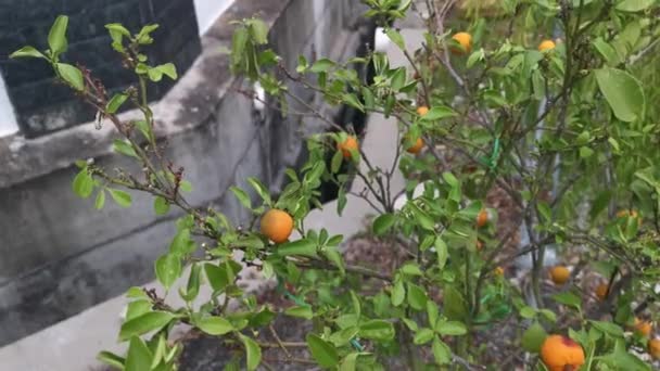 Limoeiro Pendurado Com Frutos Maduros — Vídeo de Stock